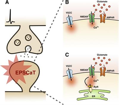 Optical Quantal Analysis Using Ca2+ Indicators: A Robust Method for Assessing Transmitter Release Probability at Excitatory Synapses by Imaging Single Glutamate Release Events